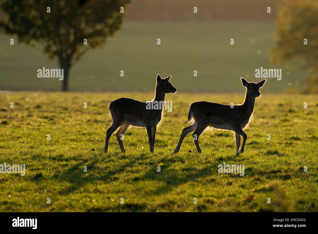 Damhirschen Cervus Dama bedeutet Herbst Holkham Wildpark Norfolk Stockfoto