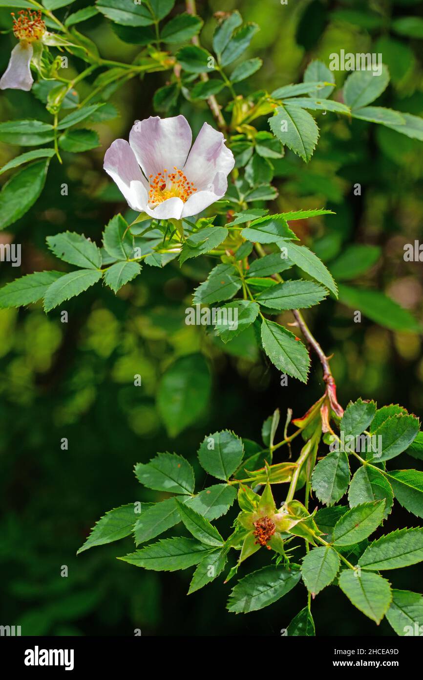 Hunderose (Rosa canina). Nahaufnahme, Laub und Laub, Blätter auf einem einzigen gebogenen Stamm. Hecke, Juni. Norfolk. Vereinigtes Königreich. Stockfoto