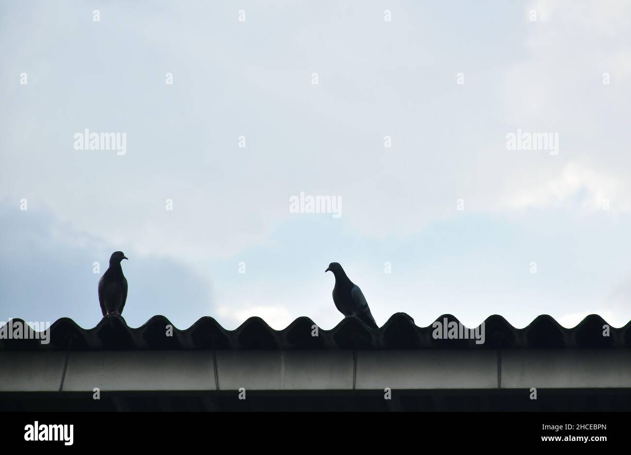Taubenpaar steht auf geschnitztem Dach Stockfoto
