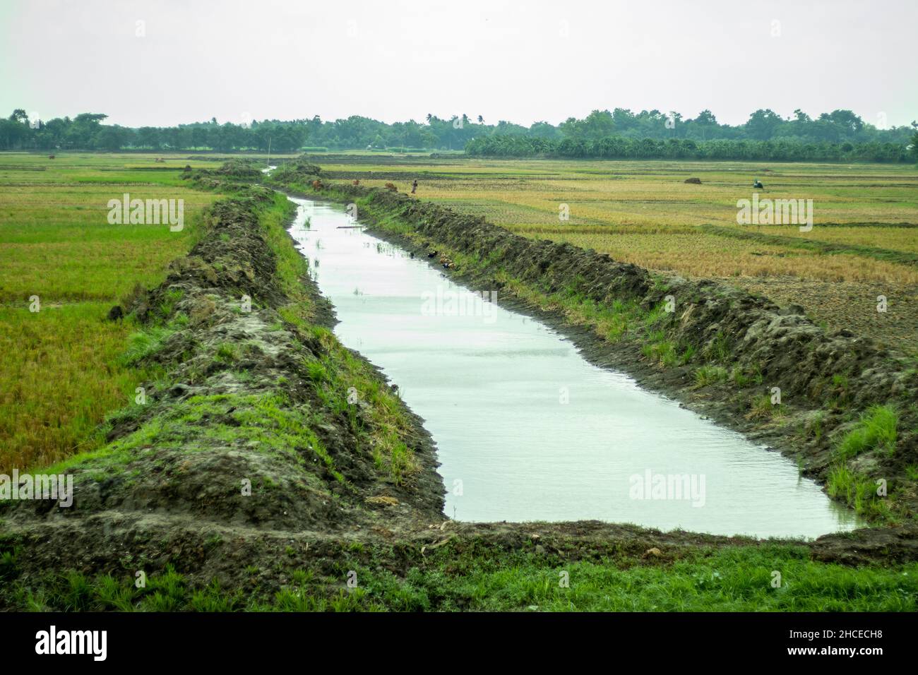 Paddy oder Reisfeld nach der Ernte Kulturen und kleine Wasserlinie in einem großen Erntefeld, die natürlich erstellt Stockfoto
