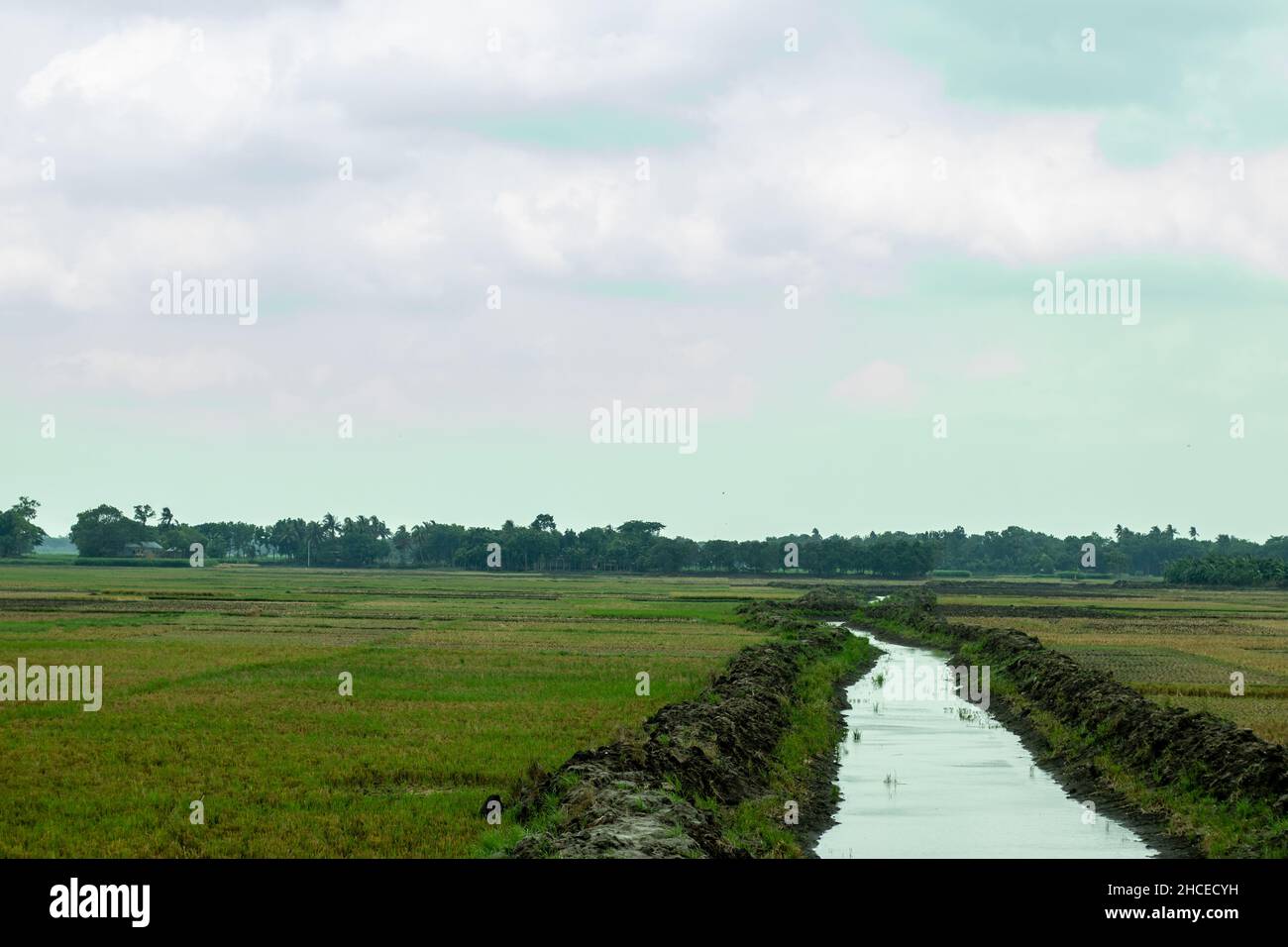 Kleine Wasserlinie in einem großen Erntefeld, es ist eine schöne Landschaft Stockfoto
