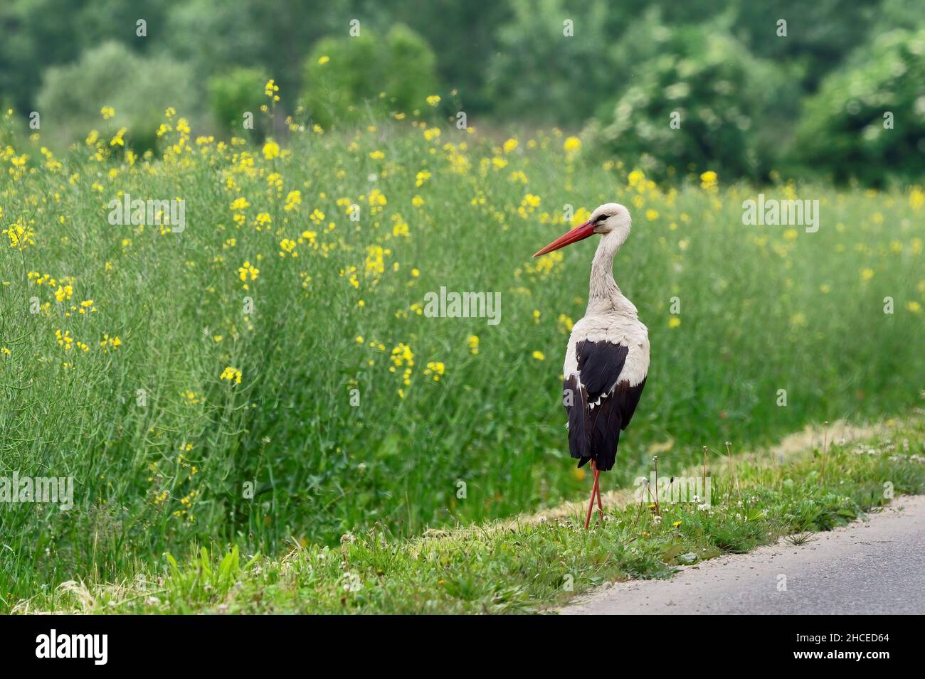Weißer Storch, der mit gekreuzten Beinen neben einem Feld steht. Gelbe Rapsblüten. Sommerlandschaft. Gattung Ciconia ciconia. Stockfoto