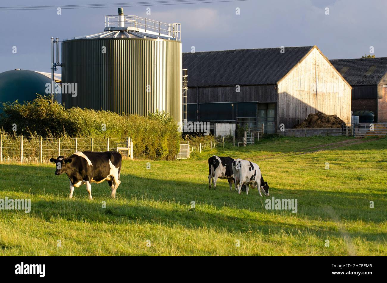 Milchvieh auf Weide mit zylindrischem Förster im Hintergrund. Dieses enthält Bakterien, die Kuh .Mist abbauen, um brennbares Methangas zu erzeugen. Stockfoto