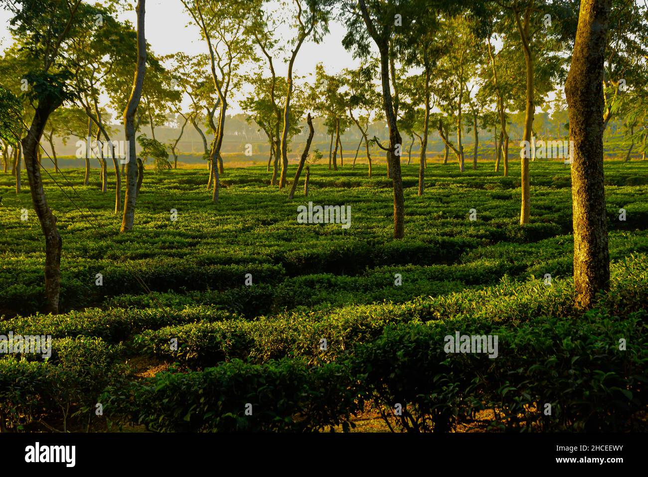 Tusar Sarker Stockfoto