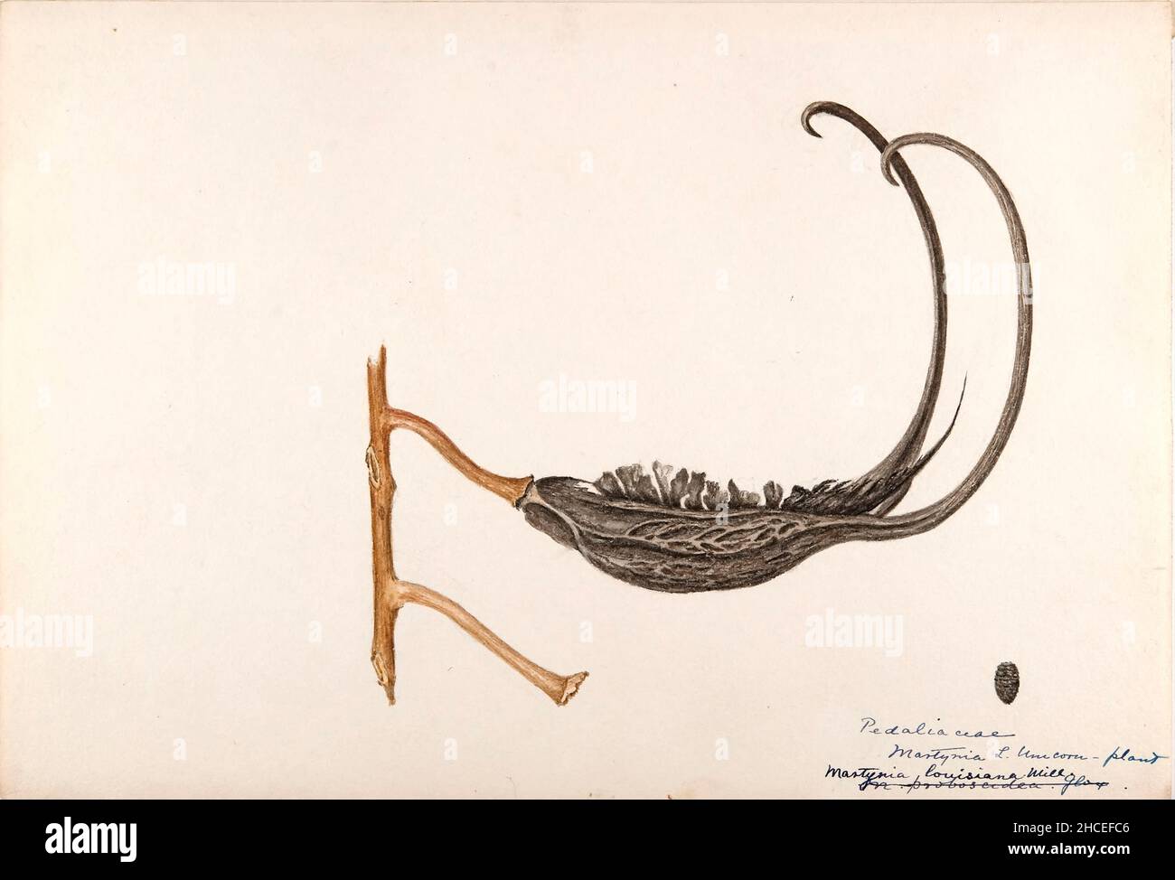 Skizzenbuch Nr. 15 - Aquarellskizzen von Pflanzen Nordamerikas und Europas [Grafik], gemalt zwischen Juni 1888 bis September 1910 von Helen Sharp. Achtzehn Alben von Aquarellskizzen von Helen Sharp über blühende Pflanzen und Sträucher, die in den Vereinigten Staaten, insbesondere in Neuengland, sowie in Bermuda und Teilen Europas, verbreitet sind, datiert zwischen Juni 1888 und September 1910. Skizzen in Wasserfarbe und Tusche auf Papier (26 x 18 cm oder kleiner) enthalten botanische Bildunterschriften in lateinischer Sprache, sowie Sharps Notizen über den gemeinsamen Namen und die physikalischen Eigenschaften jeder Pflanze sowie den Ort und das Datum der Zeichnung. Der Stockfoto