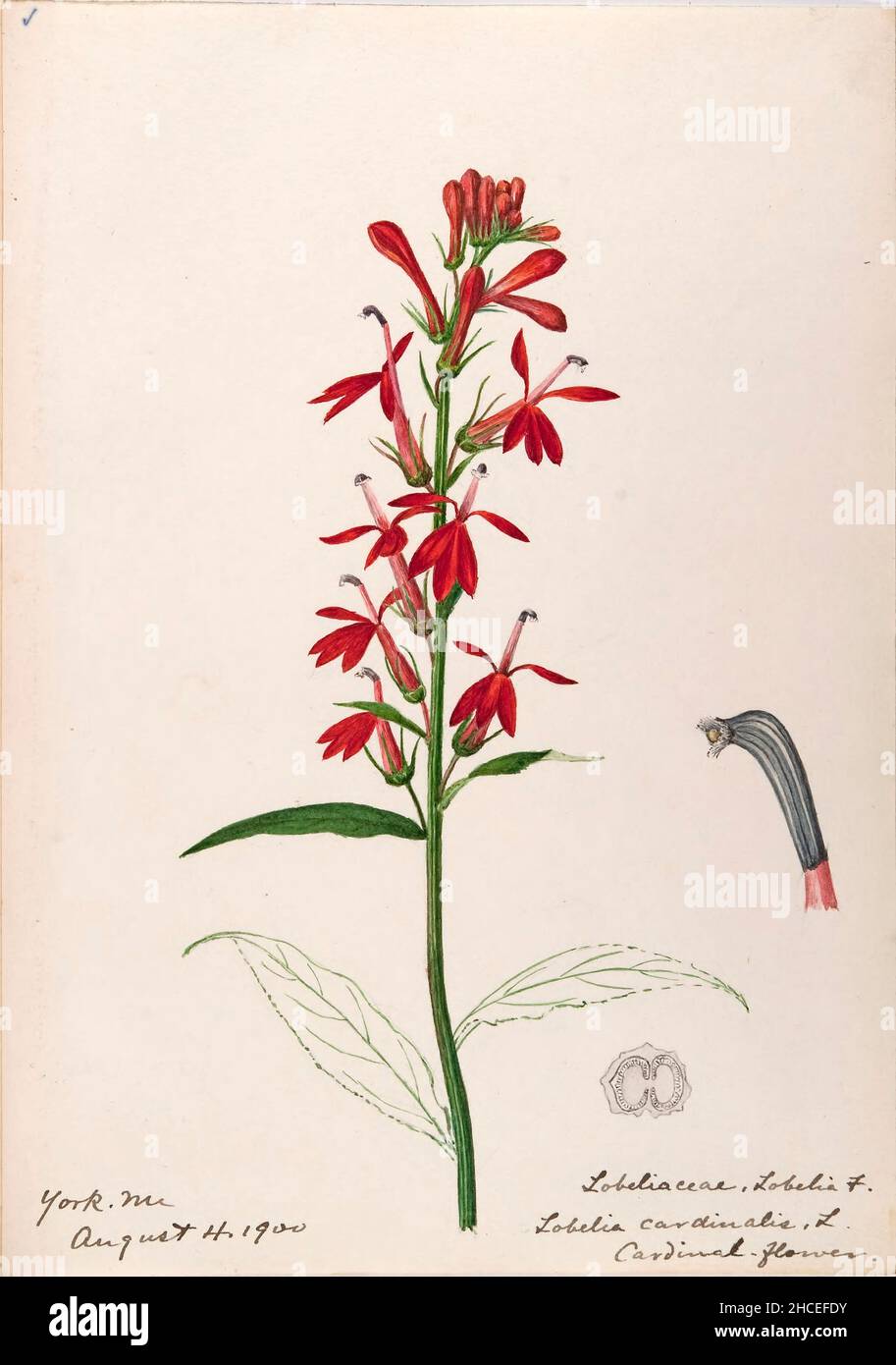 Skizzenbuch Nr. 15 - Aquarellskizzen von Pflanzen Nordamerikas und Europas [Grafik], gemalt zwischen Juni 1888 bis September 1910 von Helen Sharp. Achtzehn Alben von Aquarellskizzen von Helen Sharp über blühende Pflanzen und Sträucher, die in den Vereinigten Staaten, insbesondere in Neuengland, sowie in Bermuda und Teilen Europas, verbreitet sind, datiert zwischen Juni 1888 und September 1910. Skizzen in Wasserfarbe und Tusche auf Papier (26 x 18 cm oder kleiner) enthalten botanische Bildunterschriften in lateinischer Sprache, sowie Sharps Notizen über den gemeinsamen Namen und die physikalischen Eigenschaften jeder Pflanze sowie den Ort und das Datum der Zeichnung. Der Stockfoto