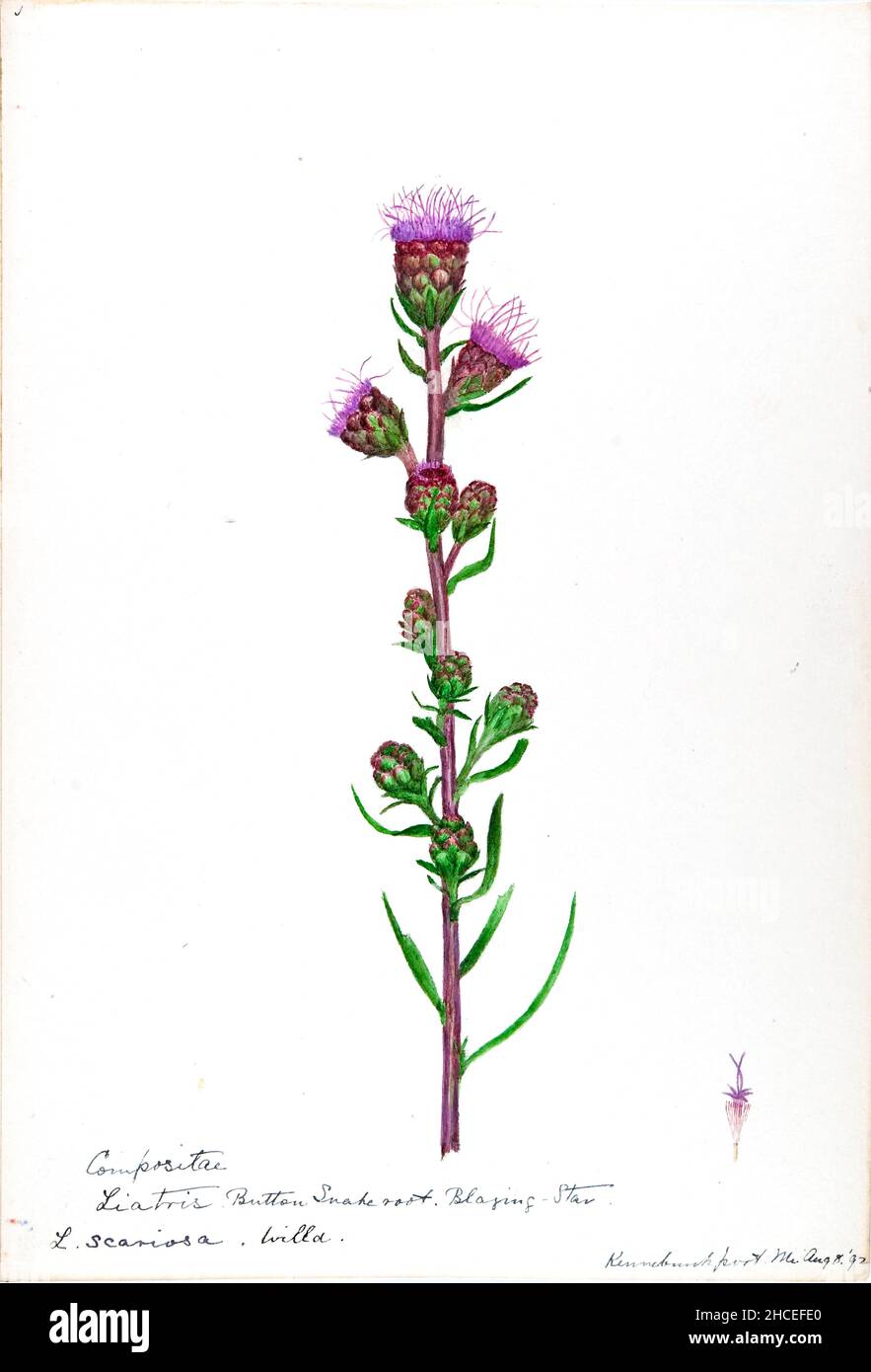 Skizzenbuch Nr. 16 - Aquarellskizzen von Pflanzen Nordamerikas und Europas [Grafik], gemalt zwischen Juni 1888 bis September 1910 von Helen Sharp. Achtzehn Alben von Aquarellskizzen von Helen Sharp über blühende Pflanzen und Sträucher, die in den Vereinigten Staaten, insbesondere in Neuengland, sowie in Bermuda und Teilen Europas, verbreitet sind, datiert zwischen Juni 1888 und September 1910. Skizzen in Wasserfarbe und Tusche auf Papier (26 x 18 cm oder kleiner) enthalten botanische Bildunterschriften in lateinischer Sprache, sowie Sharps Notizen über den gemeinsamen Namen und die physikalischen Eigenschaften jeder Pflanze sowie den Ort und das Datum der Zeichnung. Der Stockfoto