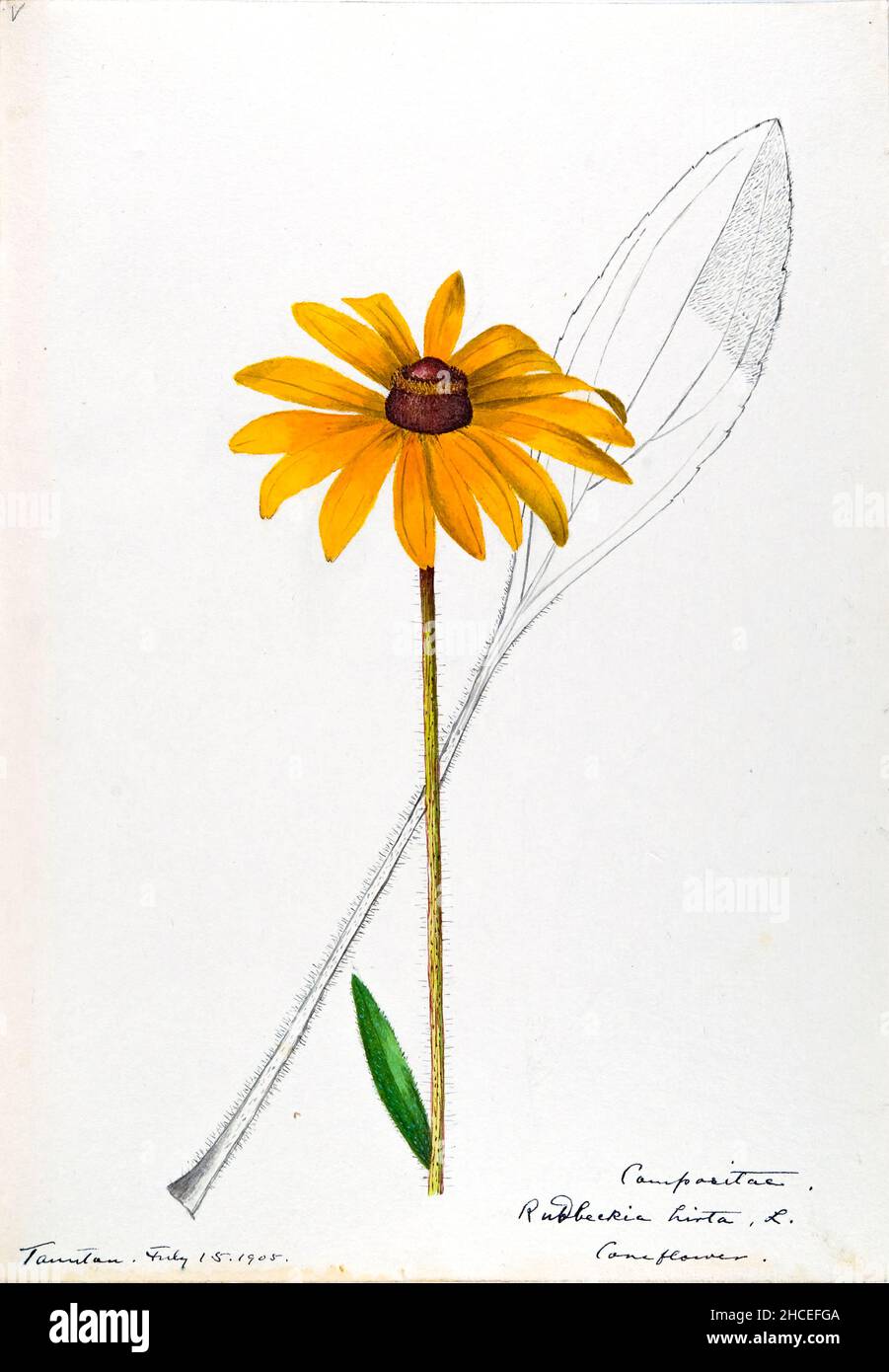 Skizzenbuch Nr. 16 - Aquarellskizzen von Pflanzen Nordamerikas und Europas [Grafik], gemalt zwischen Juni 1888 bis September 1910 von Helen Sharp. Achtzehn Alben von Aquarellskizzen von Helen Sharp über blühende Pflanzen und Sträucher, die in den Vereinigten Staaten, insbesondere in Neuengland, sowie in Bermuda und Teilen Europas, verbreitet sind, datiert zwischen Juni 1888 und September 1910. Skizzen in Wasserfarbe und Tusche auf Papier (26 x 18 cm oder kleiner) enthalten botanische Bildunterschriften in lateinischer Sprache, sowie Sharps Notizen über den gemeinsamen Namen und die physikalischen Eigenschaften jeder Pflanze sowie den Ort und das Datum der Zeichnung. Der Stockfoto