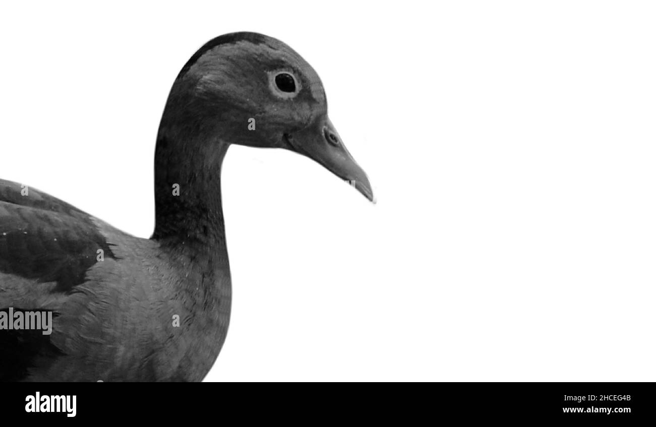Niedliche Schwarzbauchpfeife Ente isoliert auf dem weißen Hintergrund Stockfoto