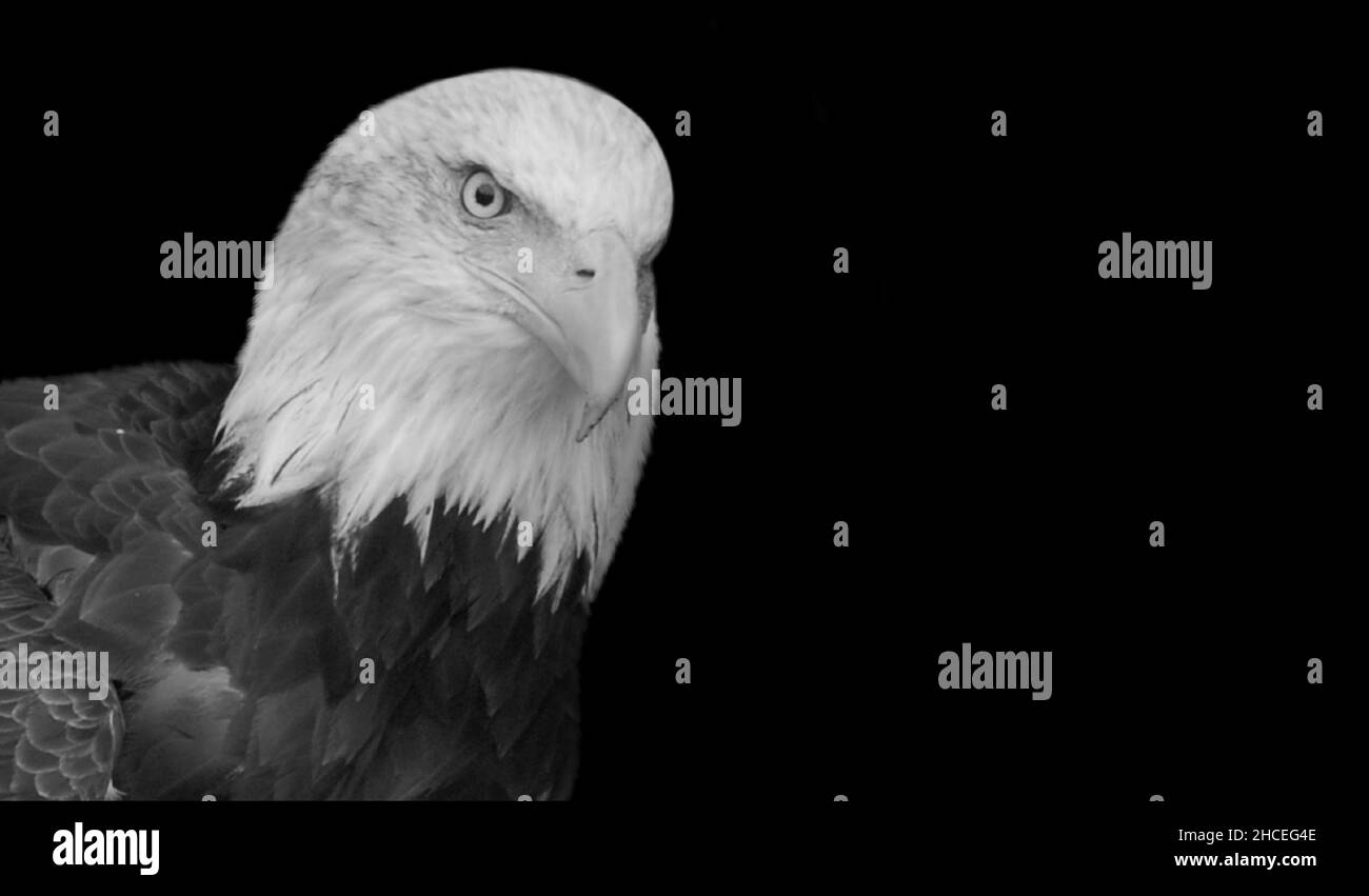 Erstaunlich Aggressives Adlergesicht Auf Dem Schwarzen Hintergrund Stockfoto