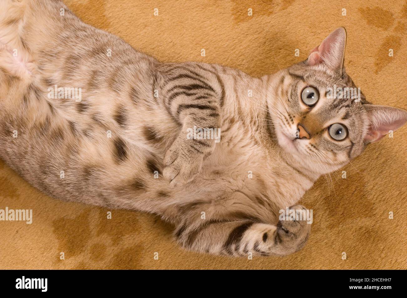 Katze auf dem Rücken liegend, Blick auf den Betrachter, Alarmausdruck Stockfoto