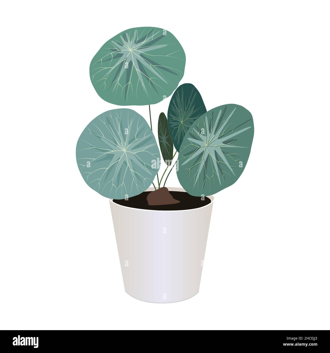 Zimmerpflanze von stephania erecta craib in Topf isoliert auf dem weißen Hintergrund, tropische moderne Zimmerpflanzen für Design-Haus und Büro-Interieur, Vektor Stock Vektor