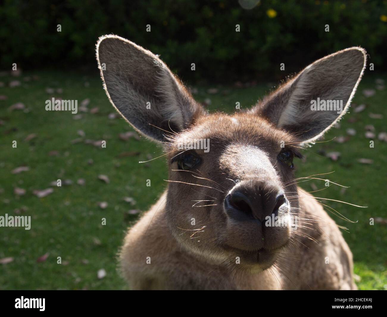 Wildes Känguru in Australien Stockfoto