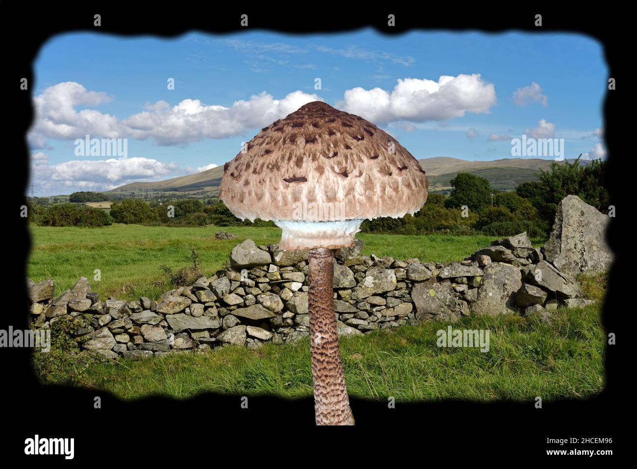Macrolepiota procera (Parasolpilz) wird mit seinem typischen Grasland-Habitat (Hintergrund) in Nordwales gezeigt. Stockfoto
