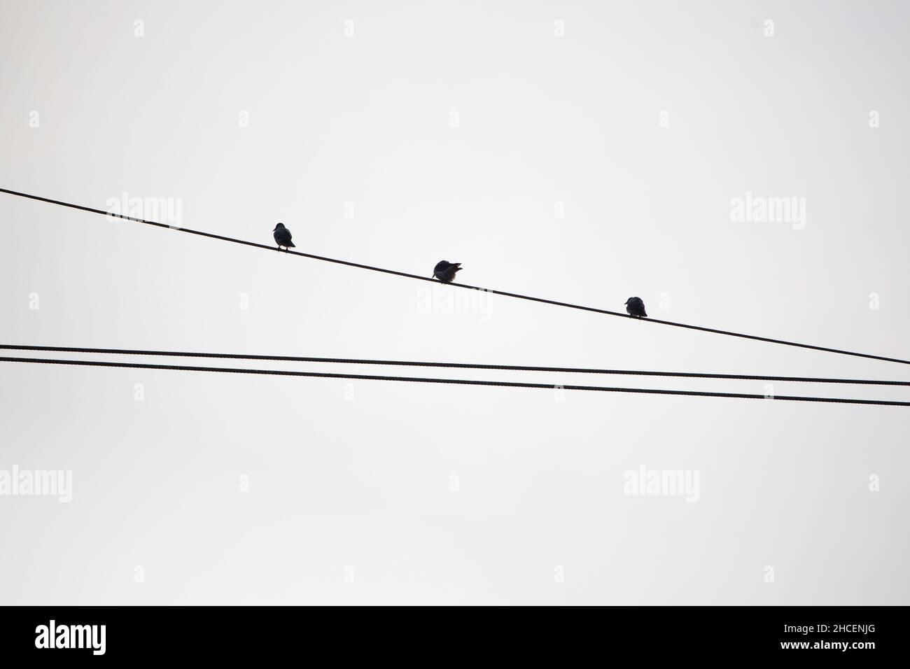 Silhouette mehrerer Vögel, die auf dem Draht gegen den weißen Himmel thronen Stockfoto