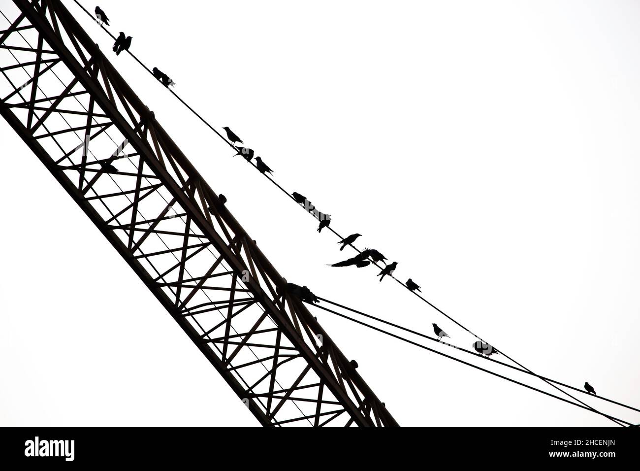 Silhouette mehrerer Vögel, die auf dem Draht gegen den weißen Himmel thronen Stockfoto
