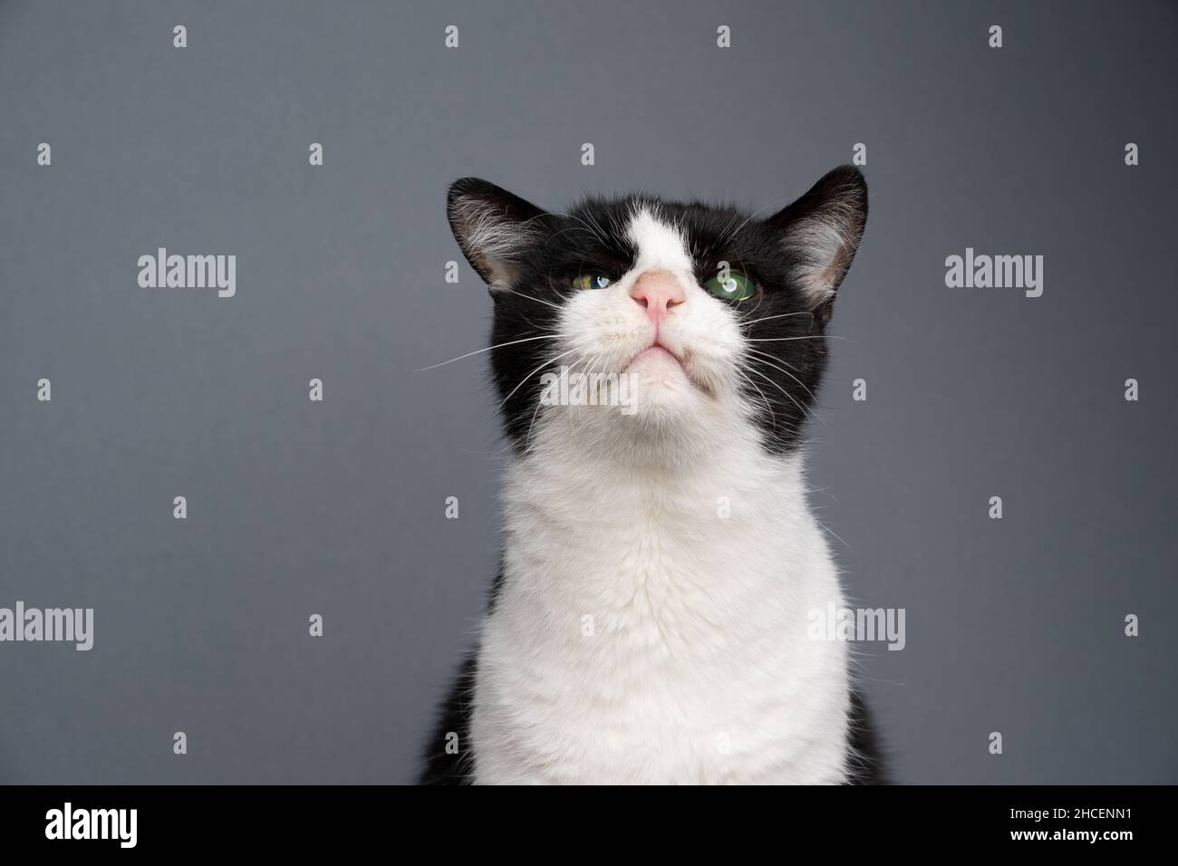 Neugierig behinderten Katze Porträt. Schwarz und weiß gerettet Kitty blind in einem Auge Blick auf die Kamera auf grauem Hintergrund mit Kopierraum Stockfoto