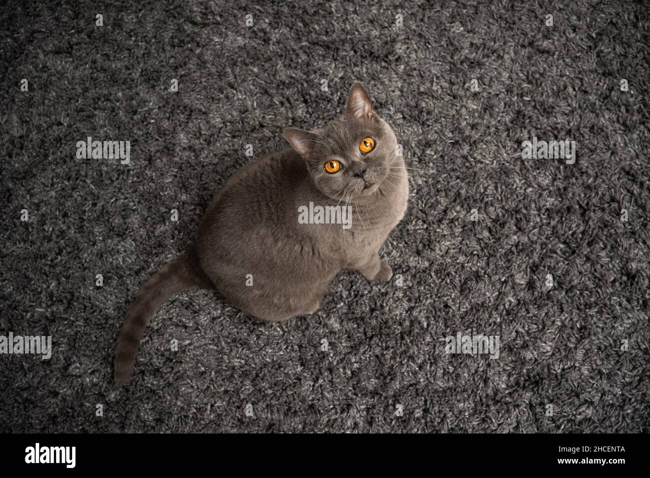 Aus dem Hochwinkel sieht man eine britische kurzhaarige blaue Katze, die auf dem Teppich sitzt und mit Kopieplatz auf die Kamera blickt Stockfoto