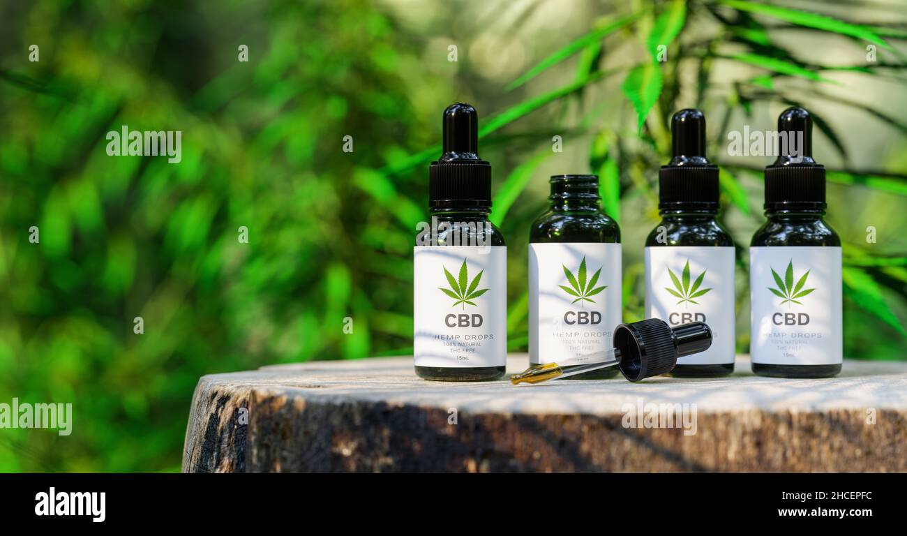 CBD-CANNABISÖL. Cannabisöl in Pipette, Hanfprodukt. Konzept der pflanzlichen alternativen Medizin, cbd-Öl, Pharmaindustrie Stockfoto