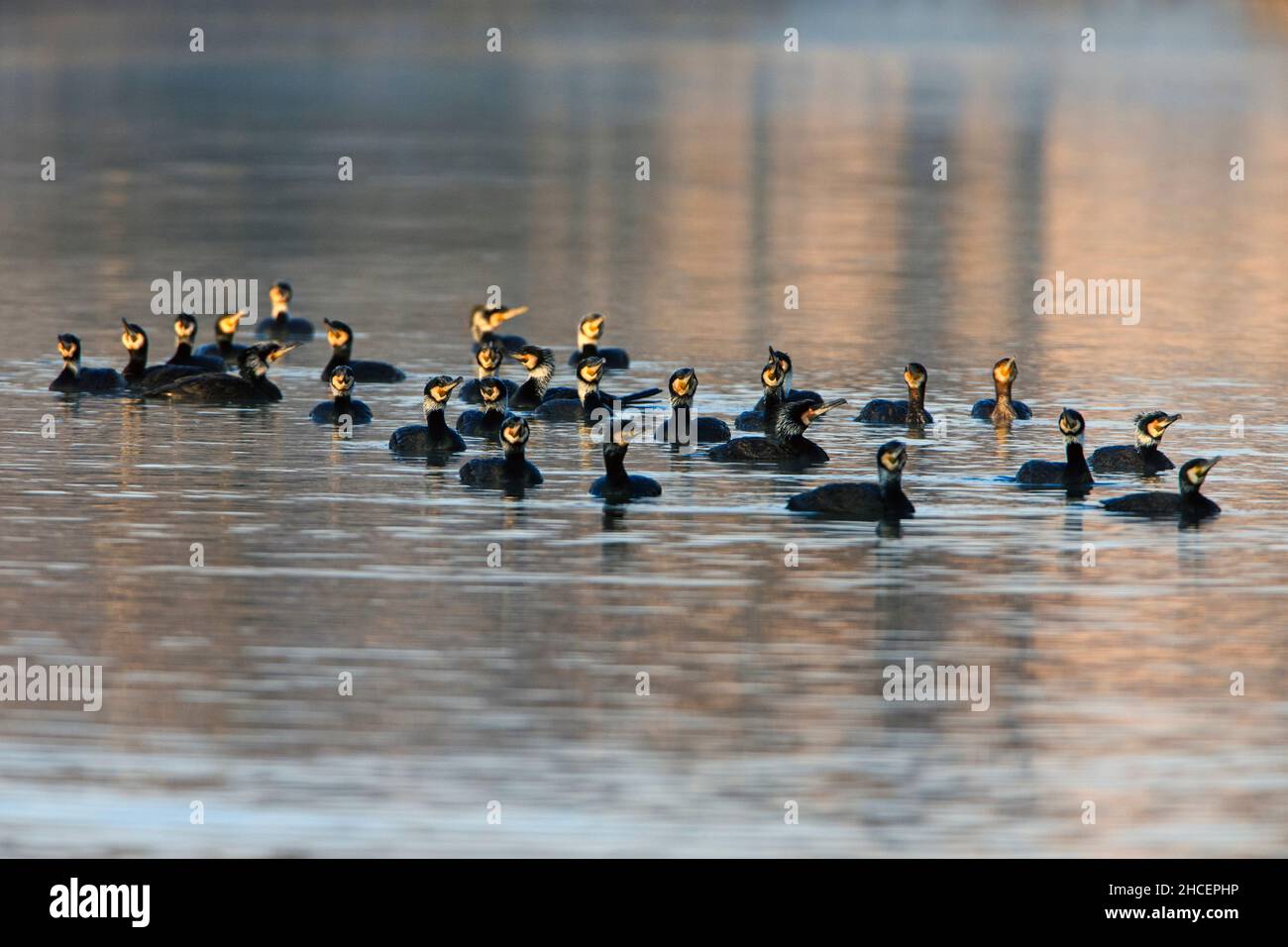 Große Kormoran (Phalacrocorax carbo) Herde auf Angler-See Angeln, Niedersachsen, Deutschland Stockfoto