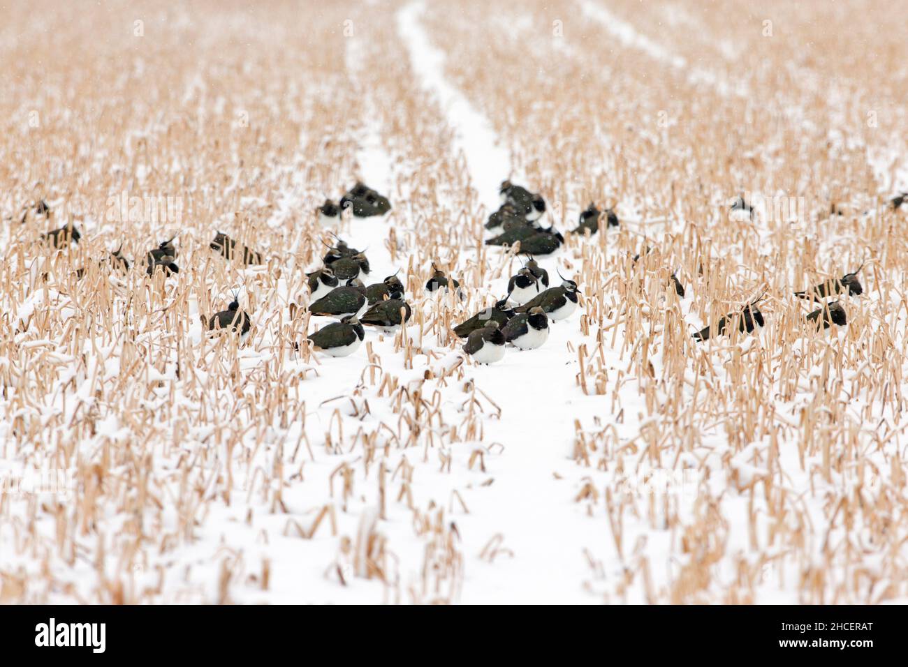 Kiebitz (Vanellus vanellus) ruht auf Stoppeln, nachdem er im Frühjahr nach Norden geflogen war, gefangen von Spätschnee, Niedersachsen Deutschland Stockfoto