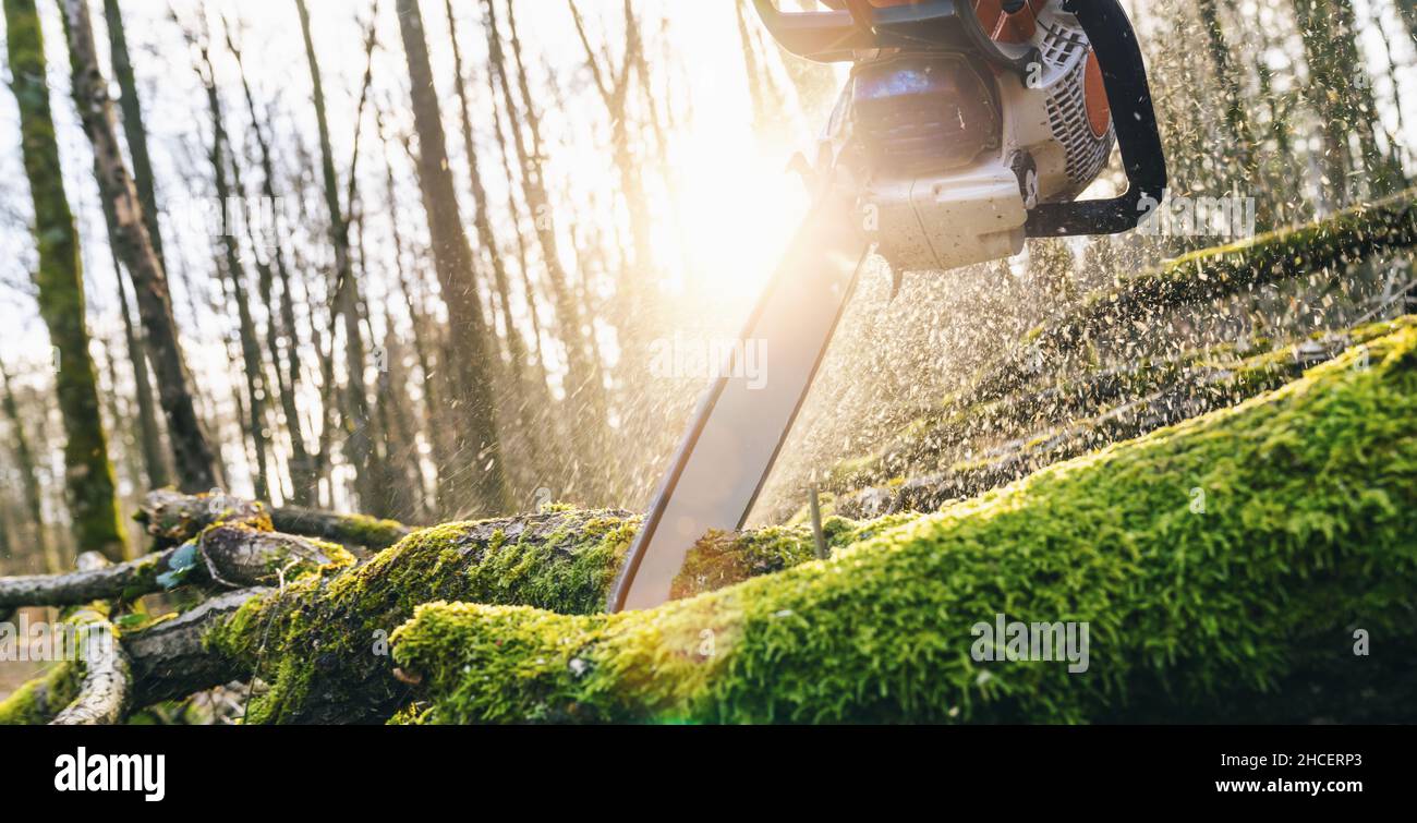 Kettensäge in bewegen Schneiden von Holz. Mann mit sah. Staub und Bewegungen. Stockfoto