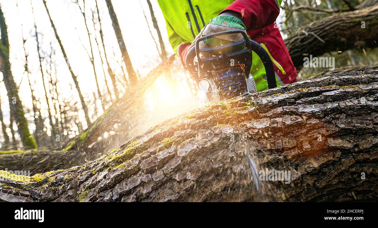Hainsaw. Nahaufnahme des Holzfällers Sägen der Kettensäge in Bewegung, Sägemehl fliegt zu den Seiten. Das Konzept besteht darin, Bäume zu Fällen Stockfoto