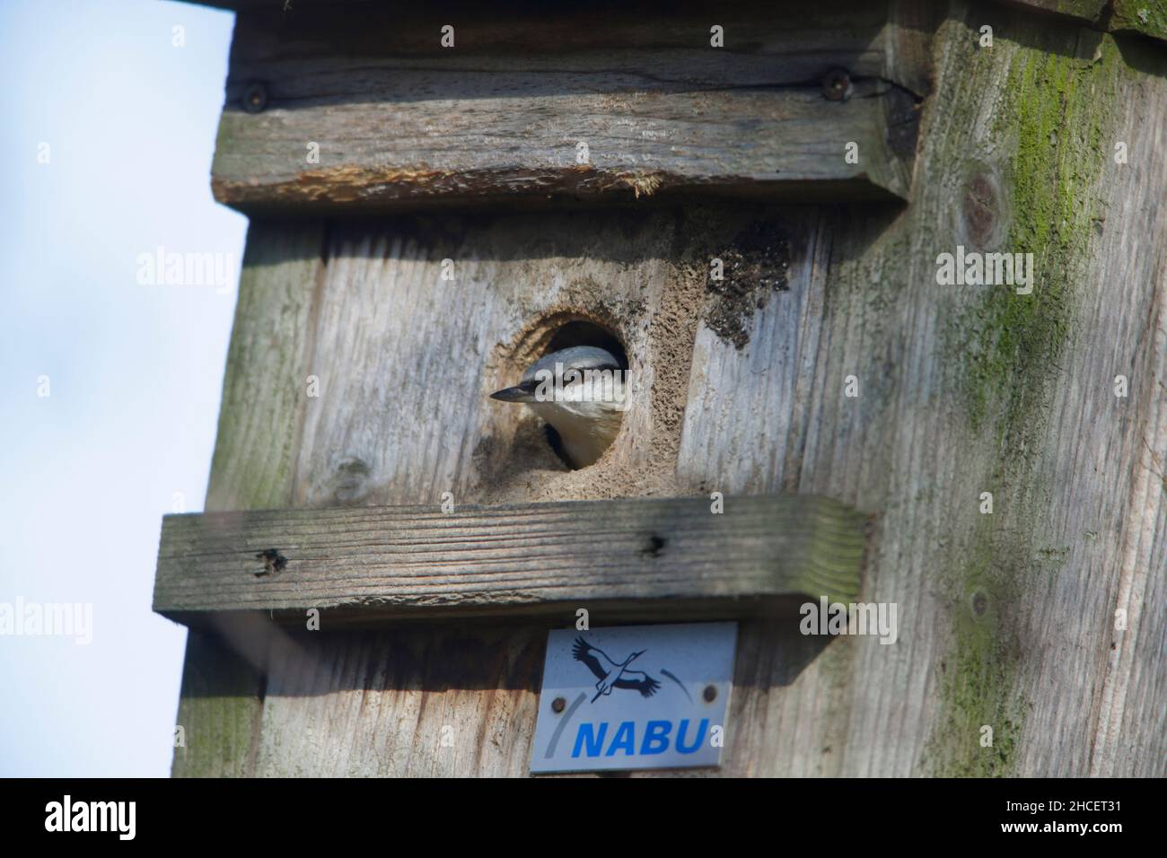 Nacktschnecken (Sitta europaea) am Nistkasteneingang Niedersachsen Deutschland Stockfoto