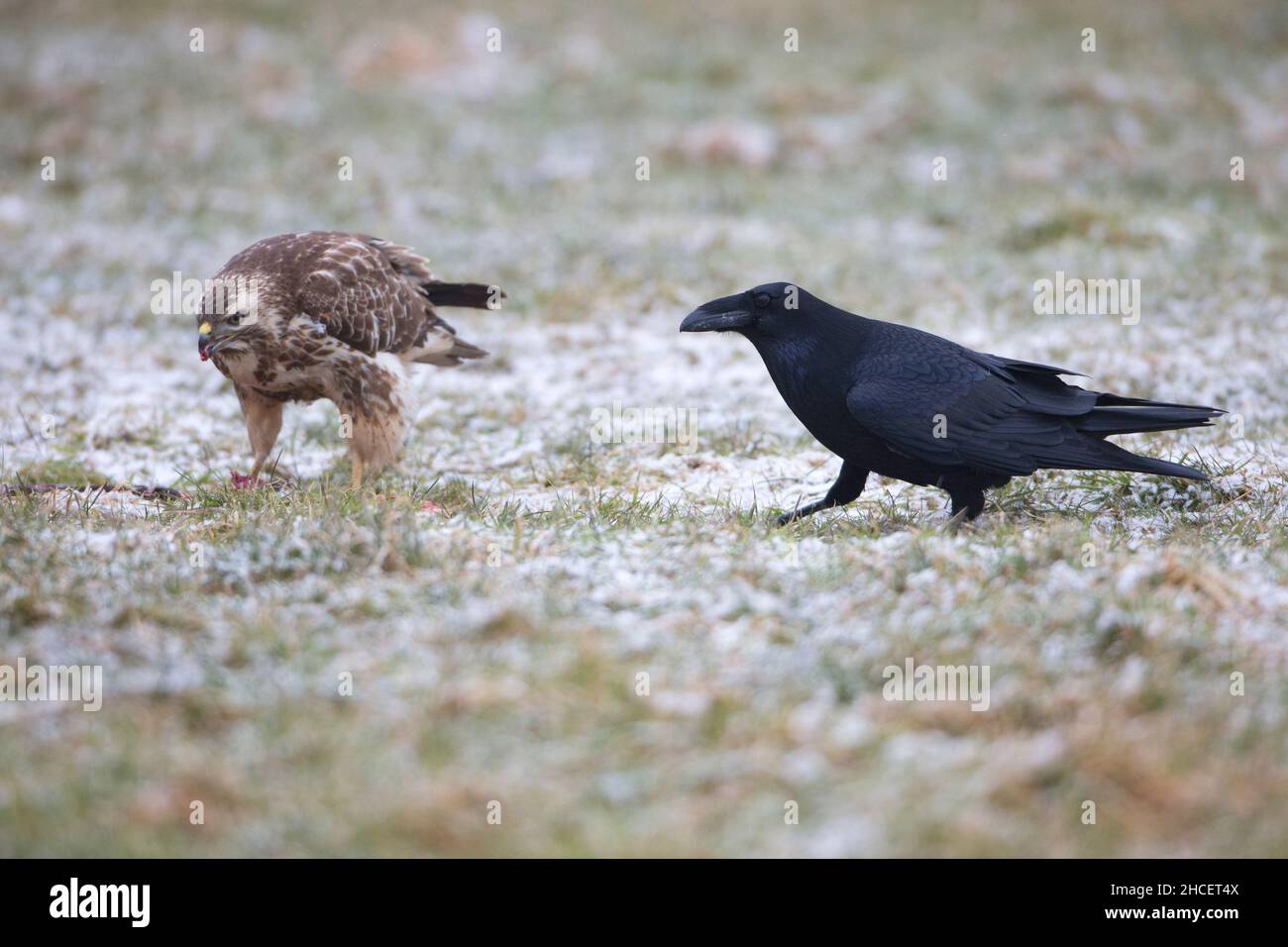 Raven (Corvus corax) nähert sich gemeiner Bussard Fütterung auf Aas auf schneebedecktem Feld im Winter Niedersachsen Deutschland Stockfoto