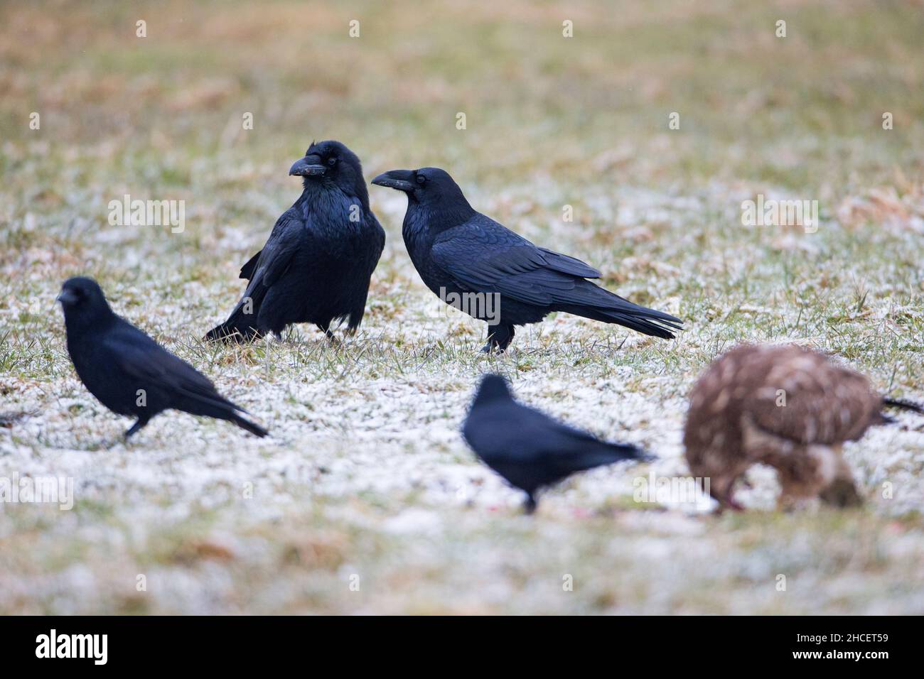 Raven (Corvus corax) Paar steht neben dem gemeinen Bussard, der im Winter Niedersachsen Deutschland Aas füttert Stockfoto