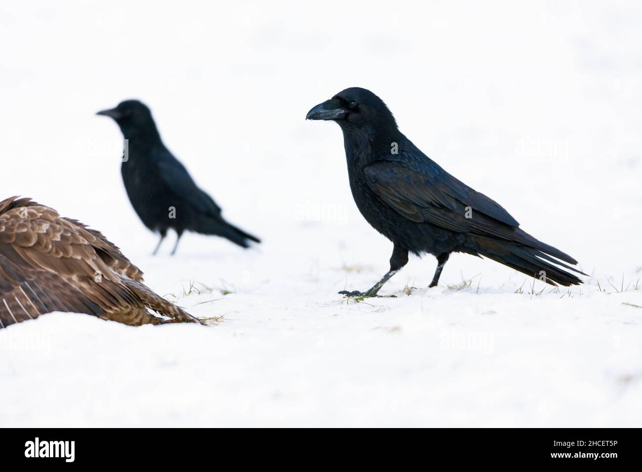 Raven (Corvus corax) nähert sich gemeiner Bussard Fütterung auf Aas auf schneebedecktem Feld im Winter Niedersachsen Deutschland Stockfoto