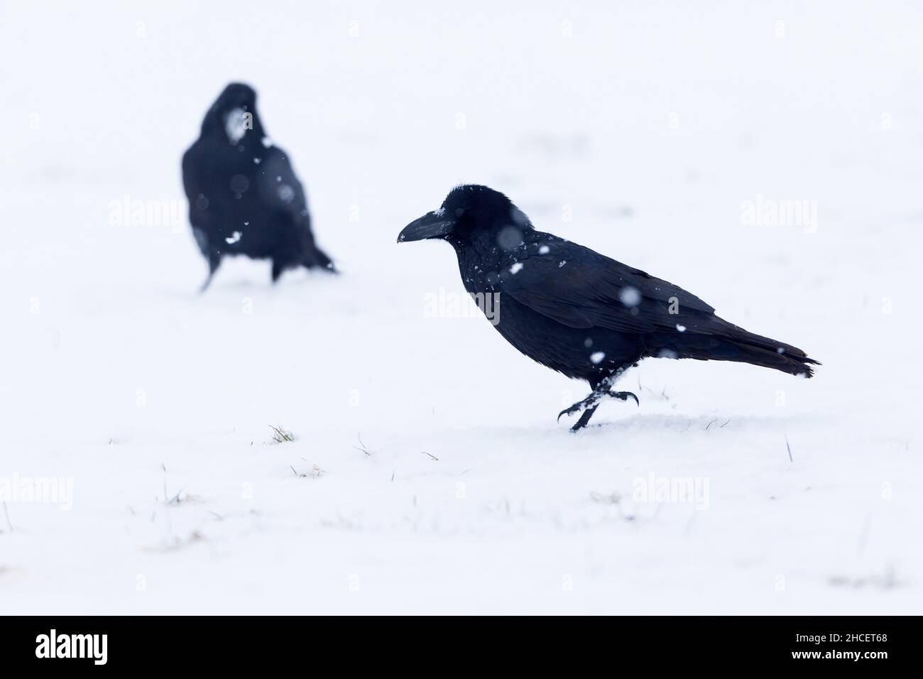 Raven (Corvus corax) nähert sich Aas auf schneebedecktem Feld im Winter Niedersachsen Deutschland Stockfoto