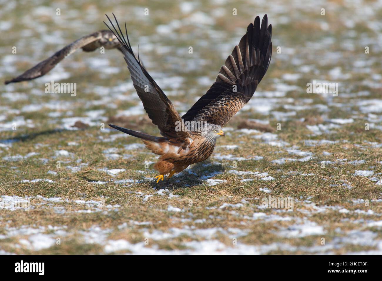 Red Kite (Milvus milvus) im Flug, Start vom Feld nach Aas-Schnappen, im Winter Niedersachsen Deutschland Stockfoto