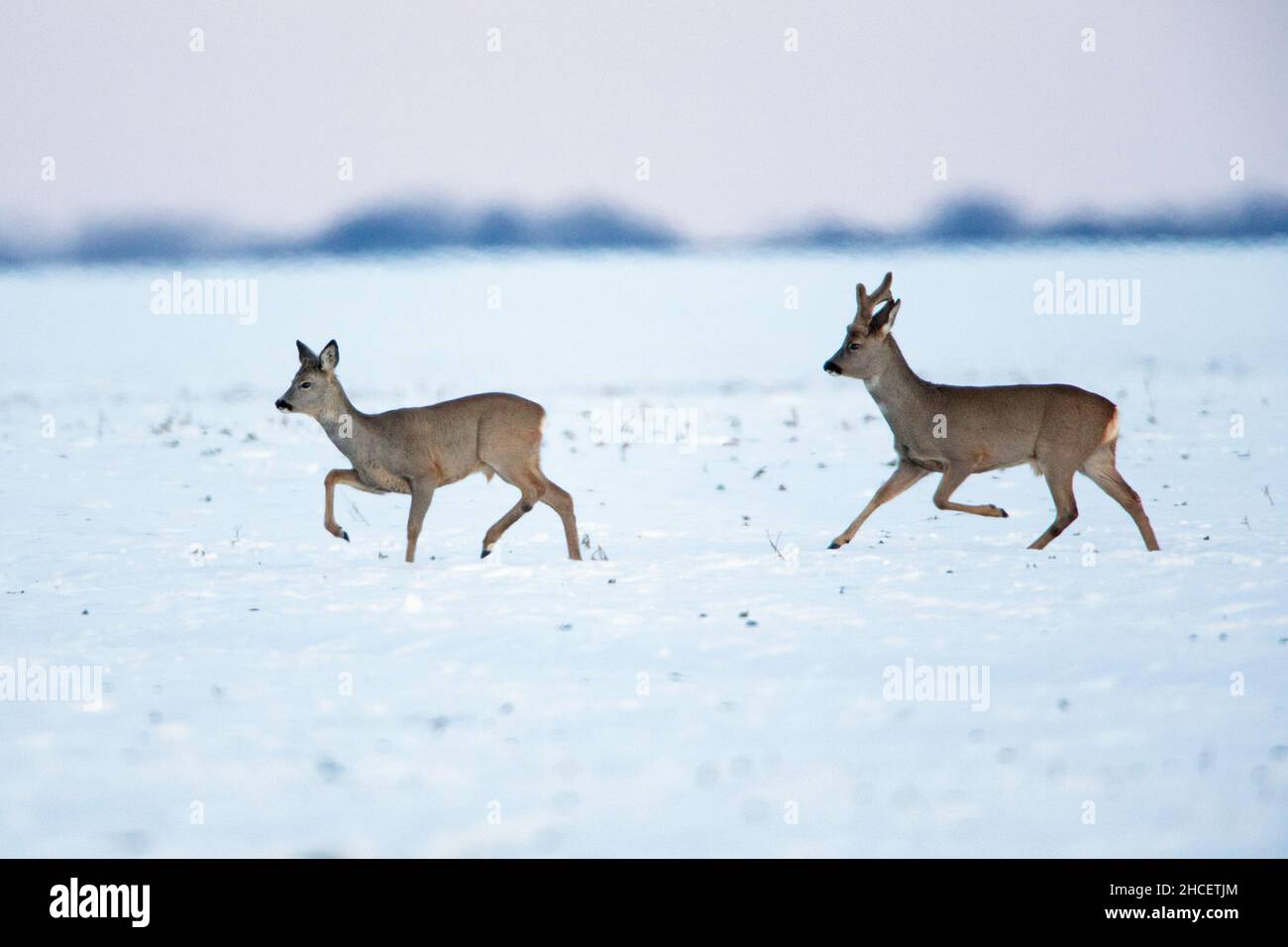 Roe Deer (Capreolus capreolus) ein Bock im Bast und ein Hirsch trabben über schneebedecktes Feld Niedersachsen Deutschland Stockfoto