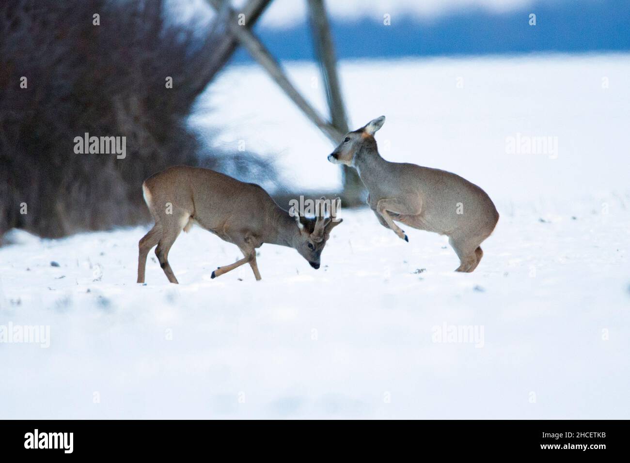 Roe Deer (Capreolus capreolus) ein Bock im Bast Sparring mit einer Rehe auf schneebedecktem Feld Niedersachsen Deutschland Stockfoto