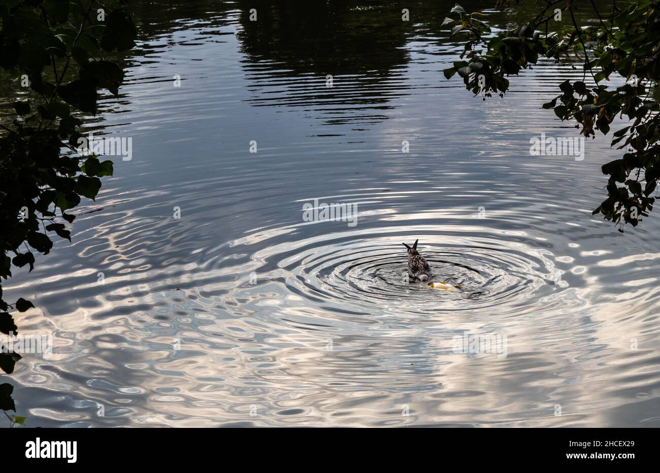 Landschaftlich schöner Blick auf ein Kaninchen in der Mitte eines Sees in einem Park Stockfoto