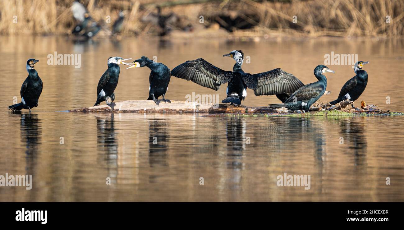 Nahaufnahme von schwarzen Kormoranen, die im Sumpf schwimmen Stockfoto