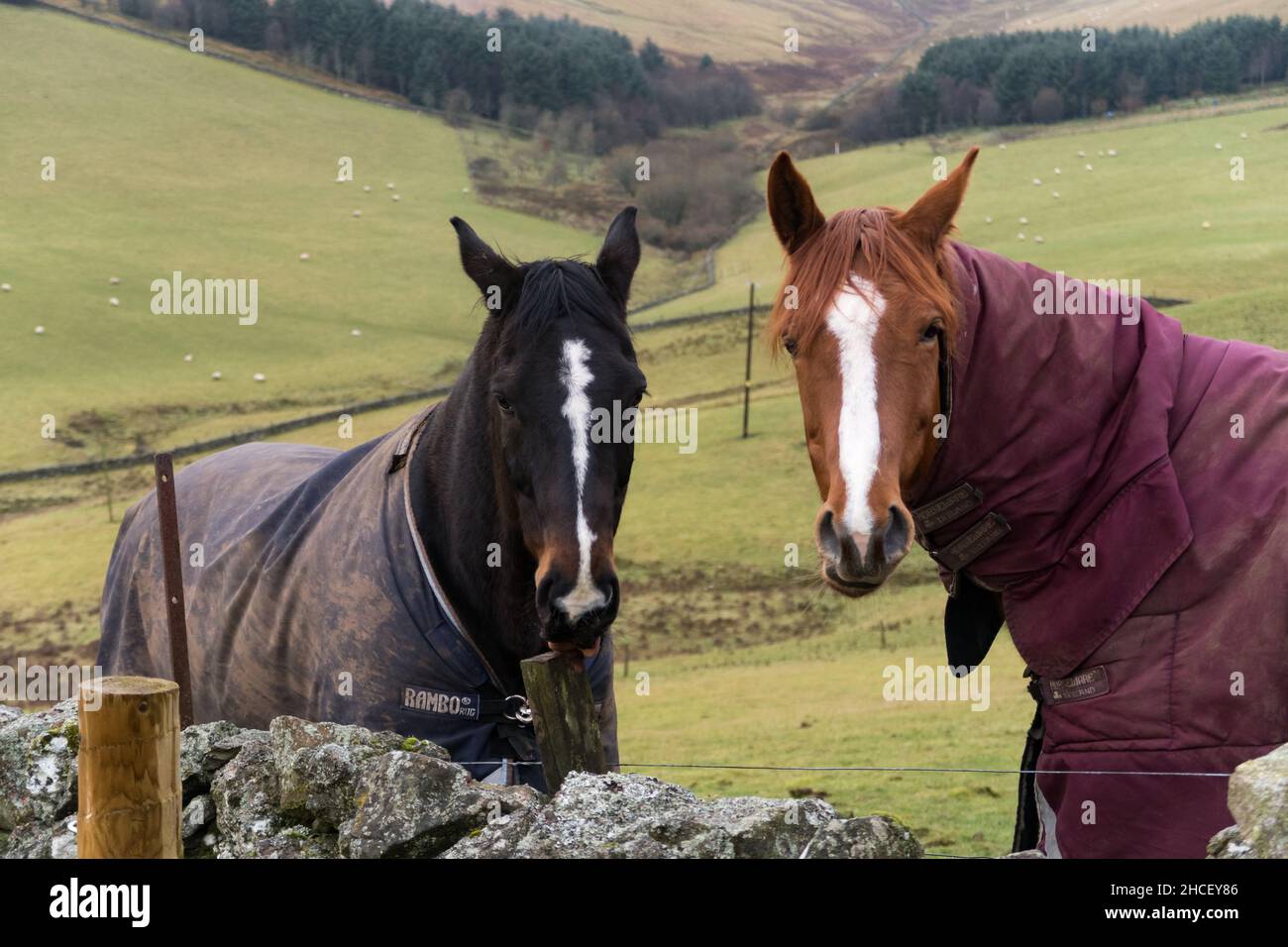 Zwei Pferde, die an einem Wintertag in einer Winterdecke auf einem Feld stehen, um vor dem kalten Wetter zu schützen Stockfoto