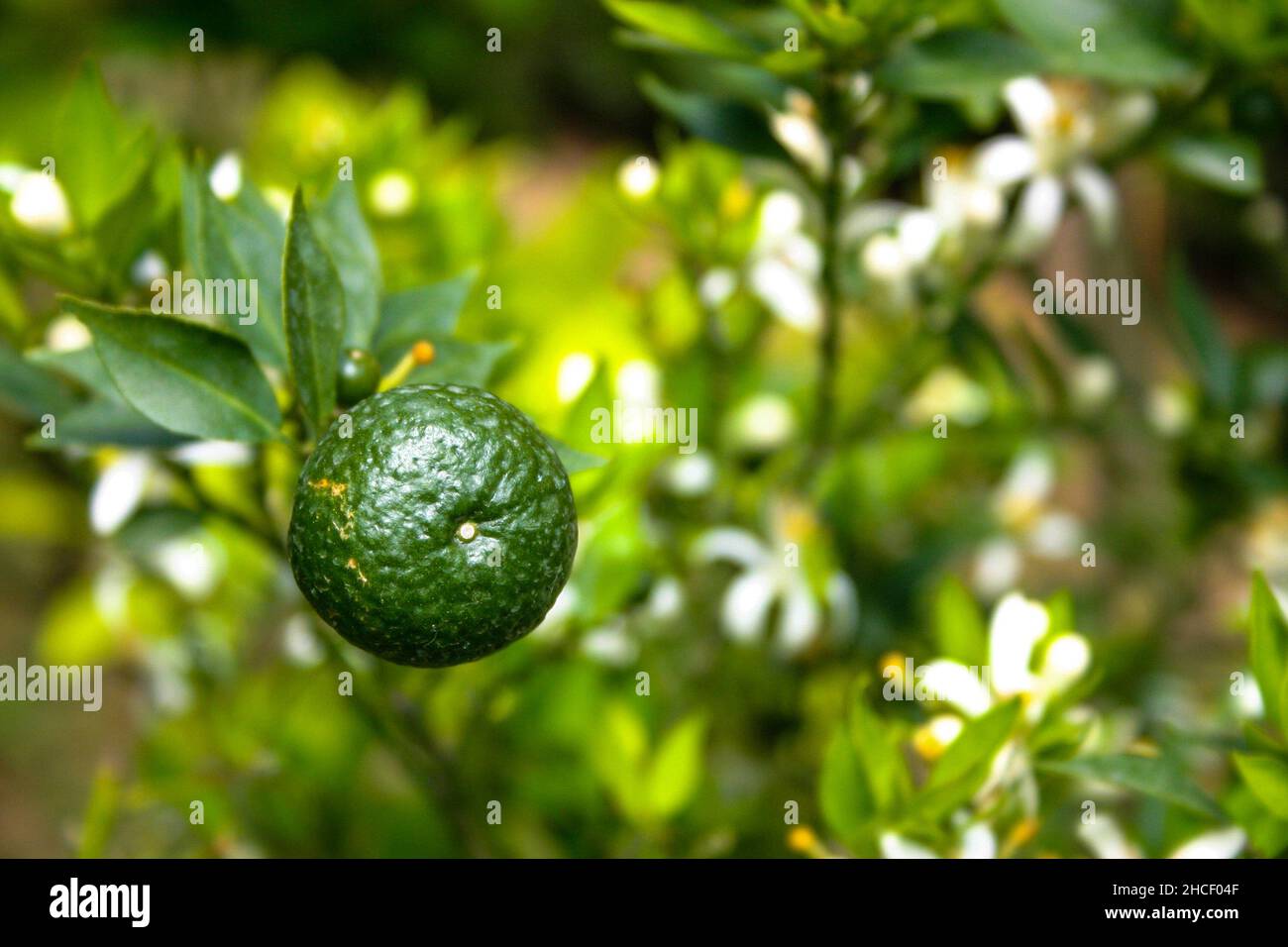 Nahaufnahme einer Mandarine, die auf dem Baum wächst Stockfoto