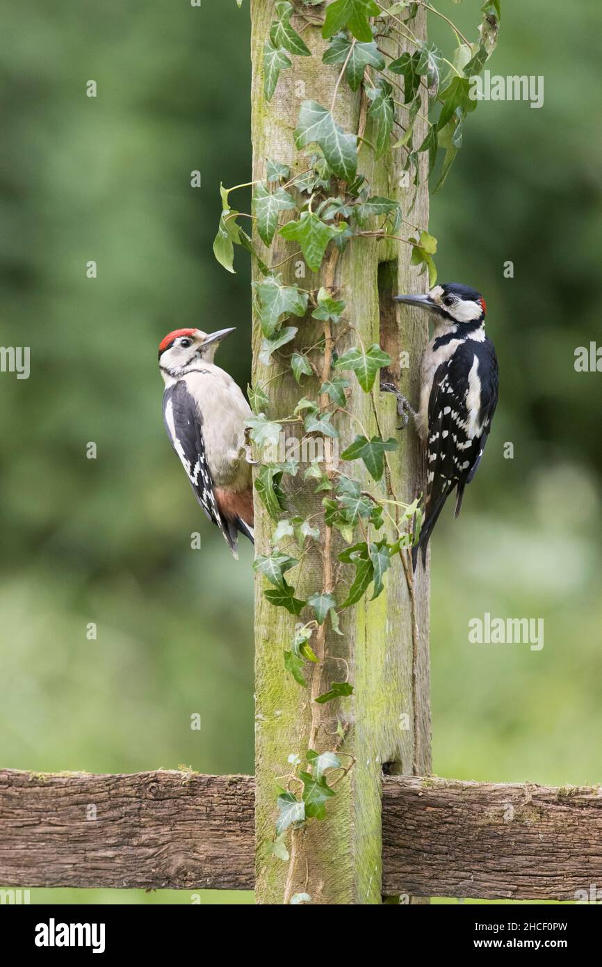 Great Spotted Woodpecker (Dendrocopos major), ein jugendliches und erwachsenes Männchen, das auf einem Efeu-bedeckten Posten thront, Suffolk, England, Juni Stockfoto
