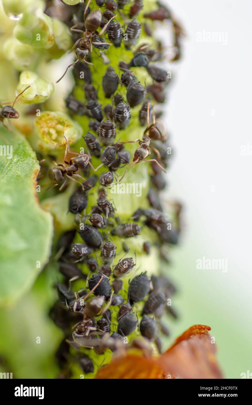 Die Ameisen treiben Blattläuse auf einem Pflanzenstamm im Gemüsegarten. Stockfoto