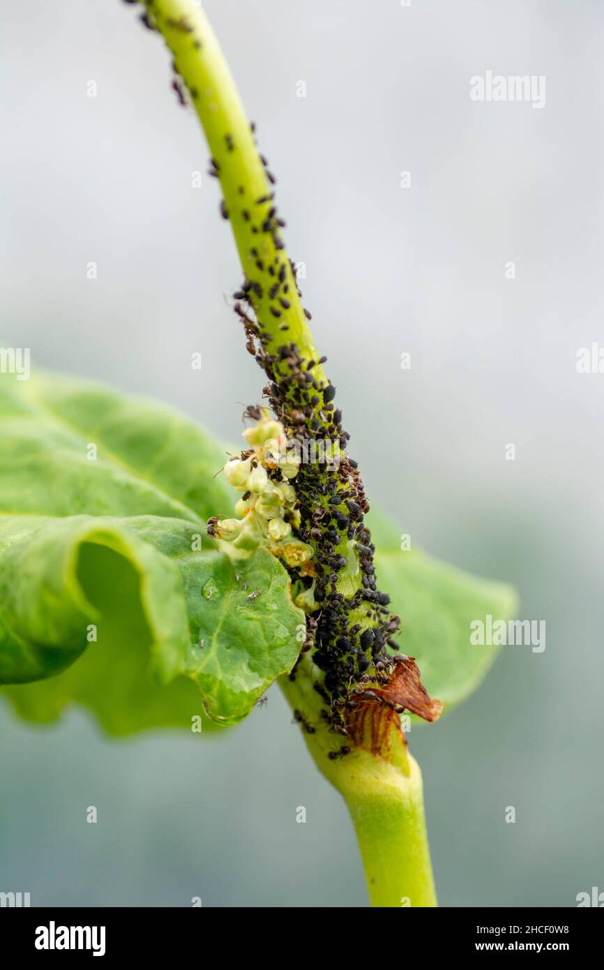 Die Ameisen treiben Blattläuse auf einem Pflanzenstamm im Gemüsegarten. Stockfoto
