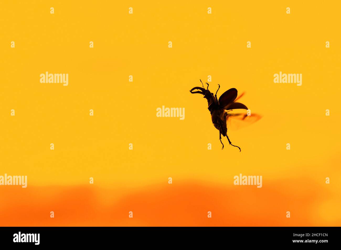Europäischer Hirschkäfer männlich (Lucanus cervus) im Flug mit Flügeln und offenen Flügelkisten, die im Sommer vor dem gelben Sonnenuntergangshimmel silhouettiert wurden Stockfoto