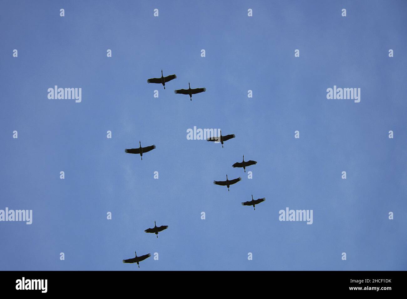 Kraniche bewegen sich in Formation am Himmel. Zugvögel auf dem Darss. 100000 Vögel ziehen jedes Jahr im Herbst von Norden nach Süden und zurück ag Stockfoto