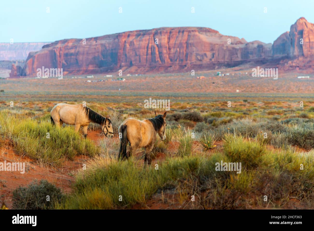 Zwei Pferde grasen im Monument Valley auf Gras Stockfoto