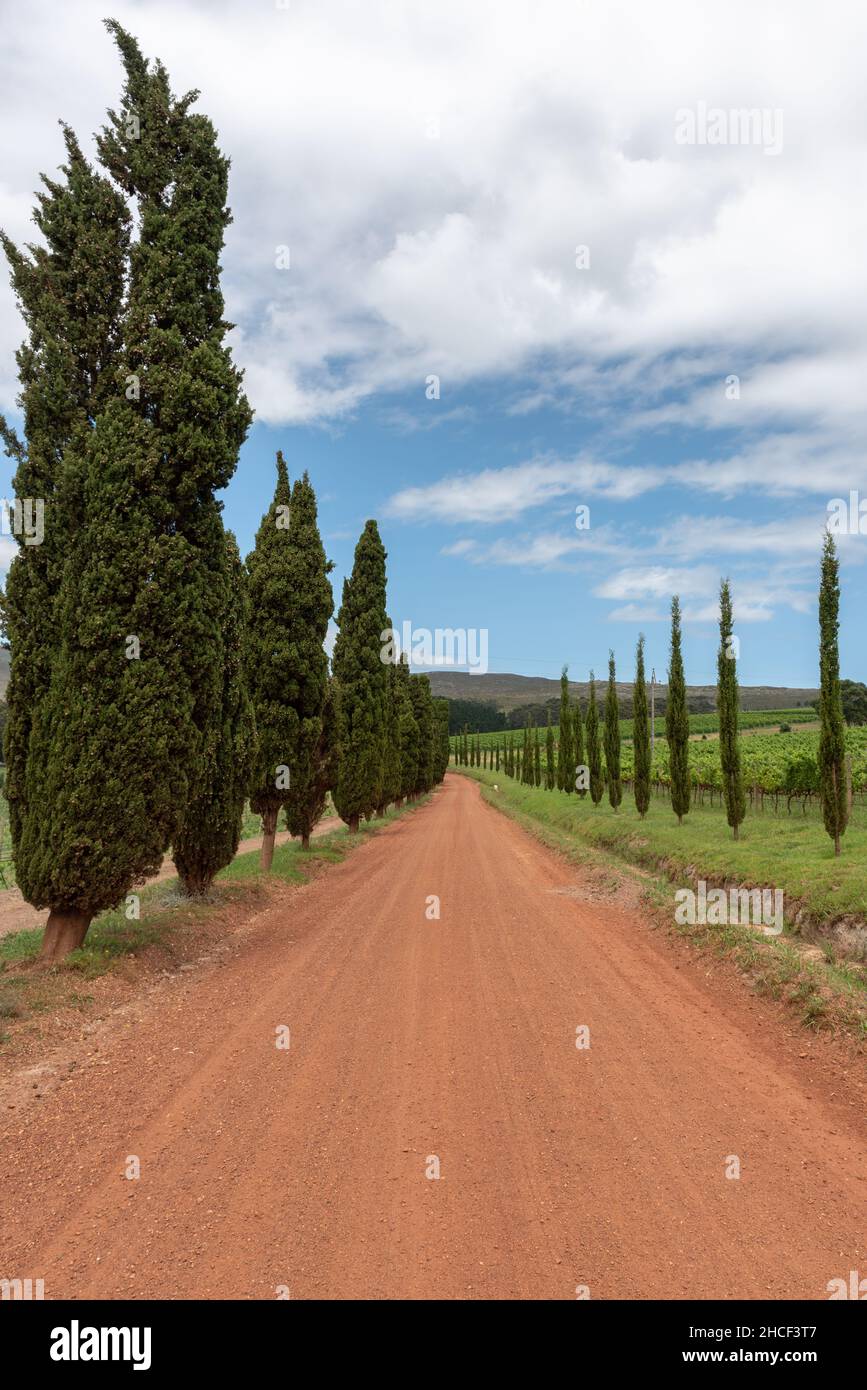Avenue of Trees, Hamilton Russel Wine Estate, Hemel en Aarde Valley, Western Cape Province, Südafrika, 28. Dezember 2021. Stockfoto