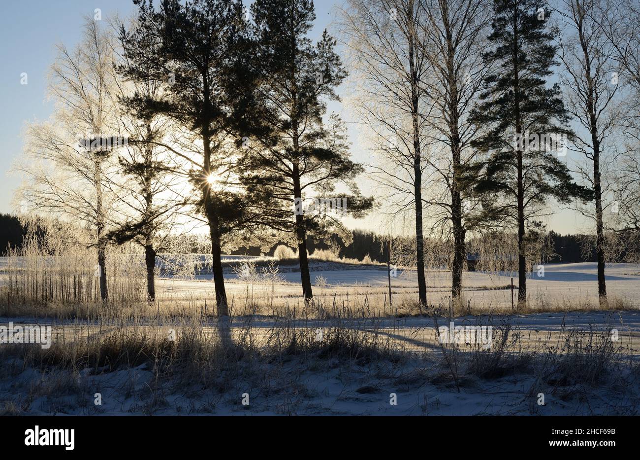 Wunderschöne Winterlandschaft in Finnland, schneebedeckte Bäume glitzern in der Sonne, Straße Stockfoto