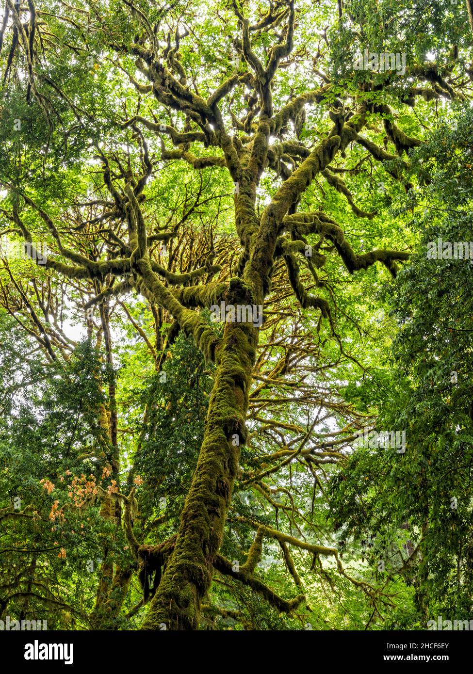 Ein moosbedeckter Ahornbaum mit großen Blättern inmitten des Tall Trees Grove im Redwood National Park, Kalifornien. Stockfoto