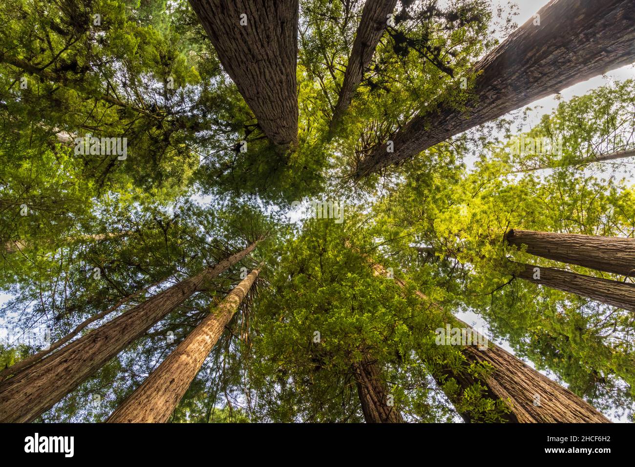 In Simpson Reed Grove im Jedediah Smith Redwoods State Park, Crescent City, Kalifornien, ziehen sich küstennahe Redwood-Bäume in den Himmel. Stockfoto