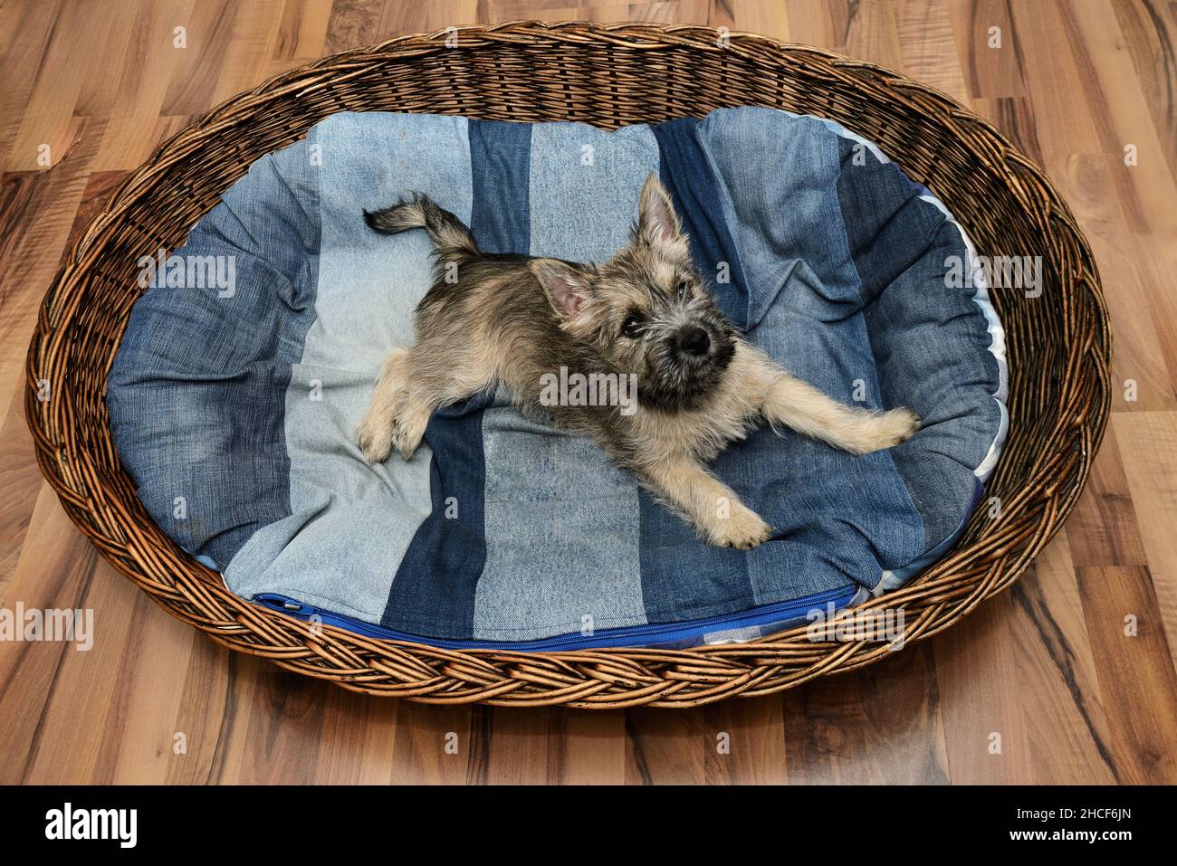 Netter Cairn Terrier Welpe in seinem Korb auf den Mattres Stockfoto